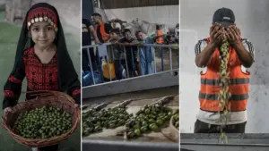 Amid Devastation and Restricted Access, Gaza Farmers Struggle to Harvest and Press Surviving Olive Crops